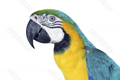 Colorful Macaw