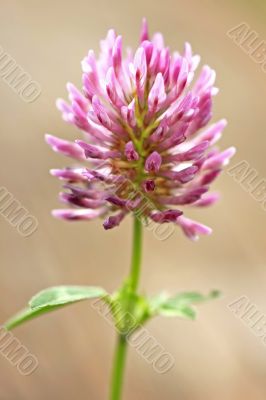 Red Clover