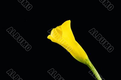 Yellow calla on the black background