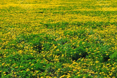 Meadow