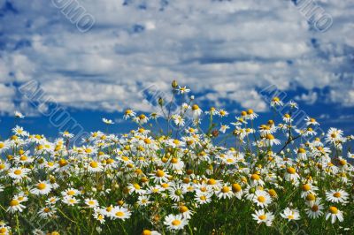 Chamomile