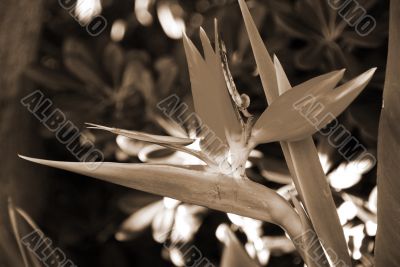 Flower Bird Of Paradise Strelitzia reginae sepia