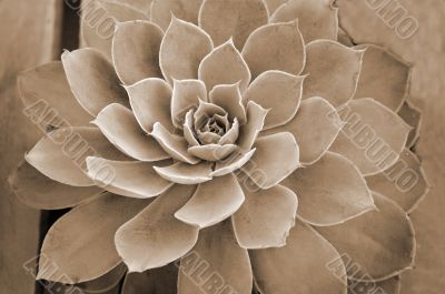 Succulent plant sepia