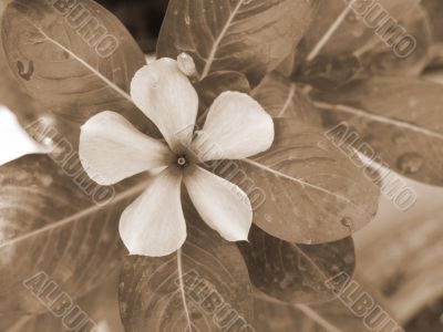 Magenta Flower sepia