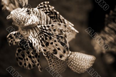 Lion Fish sepia