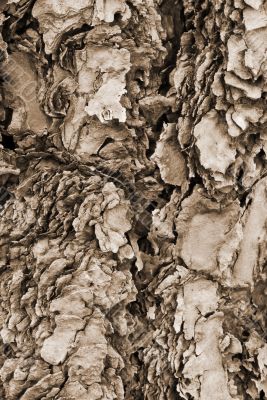 Tree Bark Texture Background sepia