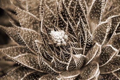 White Flowers on Aloe Succulent Plant sepia