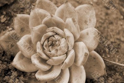 Isolated Aloe Succulent Plant sepia