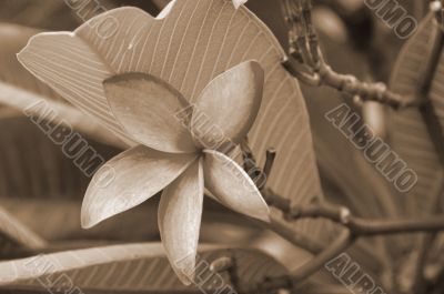 Pink Plumeria Flower sepia