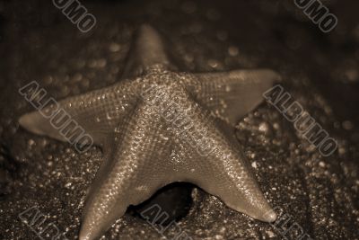 Starfish sepia