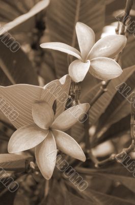 Pink Plumeria Flower sepia