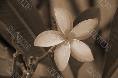 Pink Plumeria Flower Closeup sepia