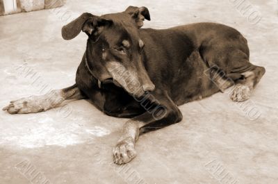 Doberman Pinscher Pet Dog sepia