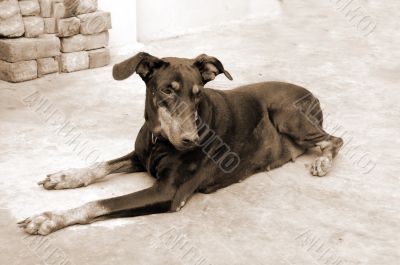 Doberman Pinscher Dog sepia