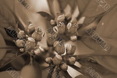 Poinsettia Red Flowers on Christmas sepia