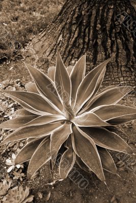 Aloe Succulent sepia
