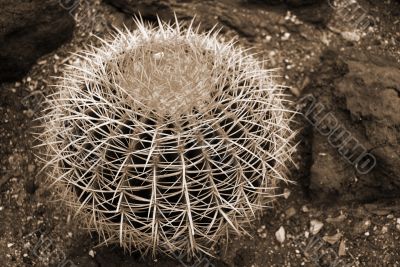 Cactus Echinocactus grusonii sepia
