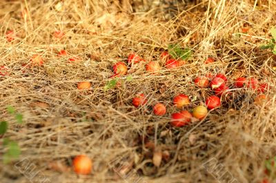 cherry plums on a dried grass
