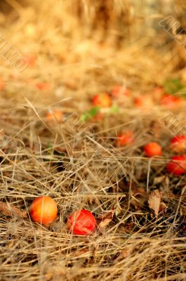 cherry plums on a dried grass