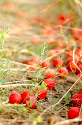 cherry plums on a dried grass