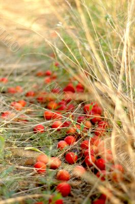 cherry plums on a dried grass