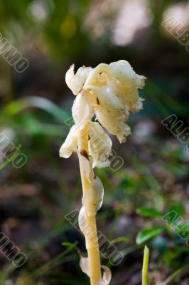 Indian Pipe