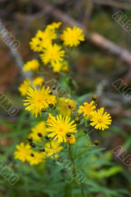 Yellow flowers