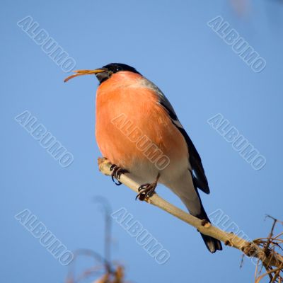 bullfinch