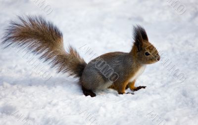 The squirrel on snow