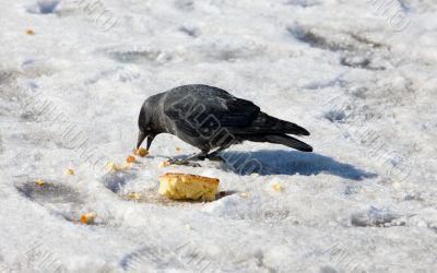 hungry jackdaw