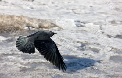 Flight of a jackdaw