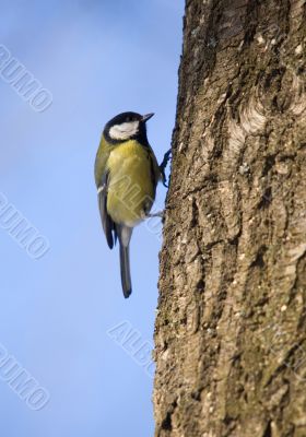 Titmouse on a tree trunk