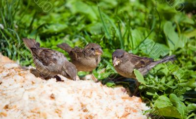 Three sparrows