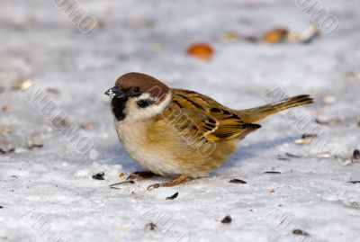 Passer montanus