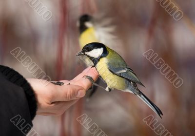 tit on a palm