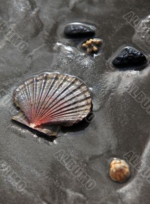Shell