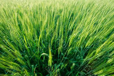Wheat