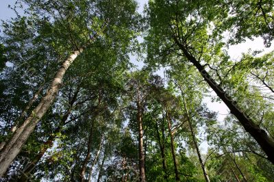 Treetops