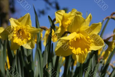 Daffodils in Spring time