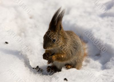 The squirrel