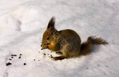 The squirrel eats sunflower