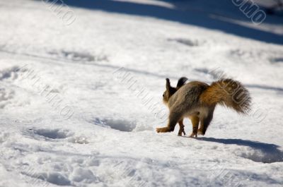 running squirrel