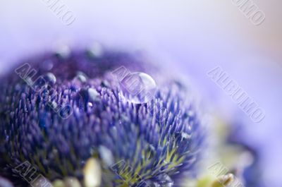 Close-up of blue anemone.
