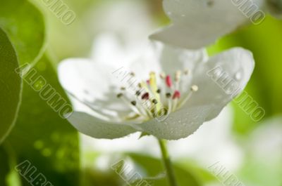 Very detailed beautiful blossoms