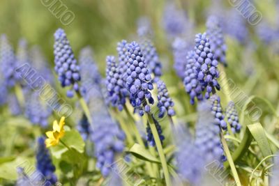 Natural backgrounds: Bluebells (Grape Hyacinth, Muscari armeniac