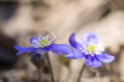 A first spring blossoms, Liverwort - Hepatica nobilis