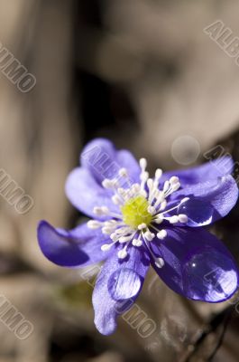 A first spring blossoms, Liverwort - Hepatica nobilis