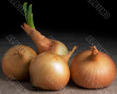 Onion