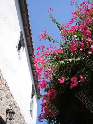 Bougainvillea and white house wall