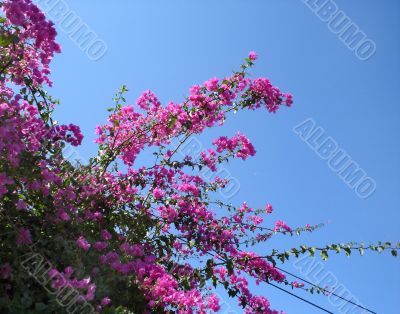 Bougainvillea on blue sky background